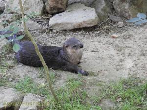 Loutre du Canada
