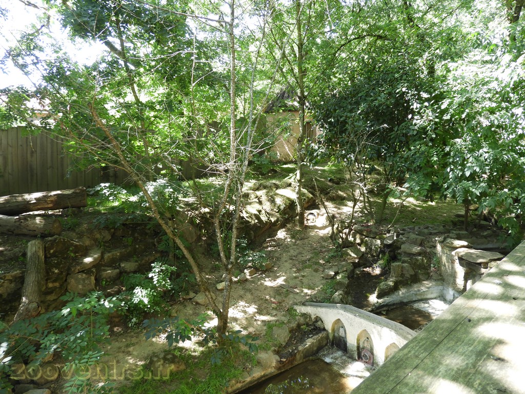 Loutre du Canada - 2017