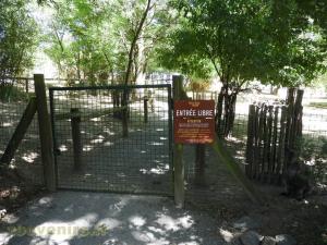 Wallaby de Bennett