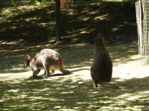Wallaby de Bennett