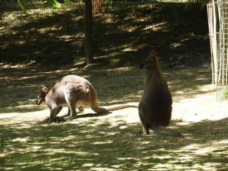 Wallaby de Bennett