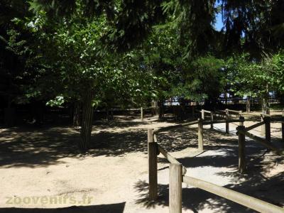 Wallaby de Bennett - 2017