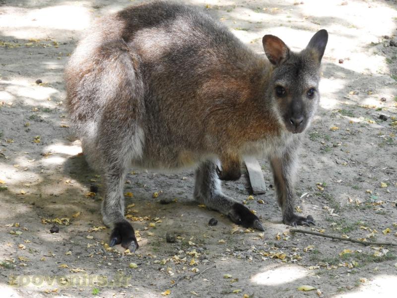 Wallaby de Bennett