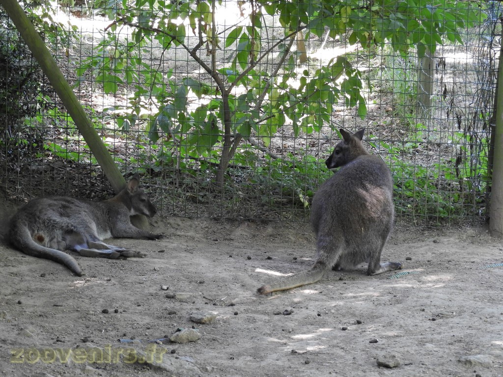 Wallaby de Bennett - 2017