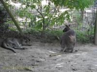 Wallaby de Bennett - 2017