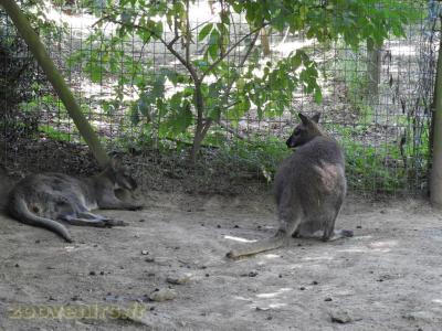Wallaby de Bennett - 2017