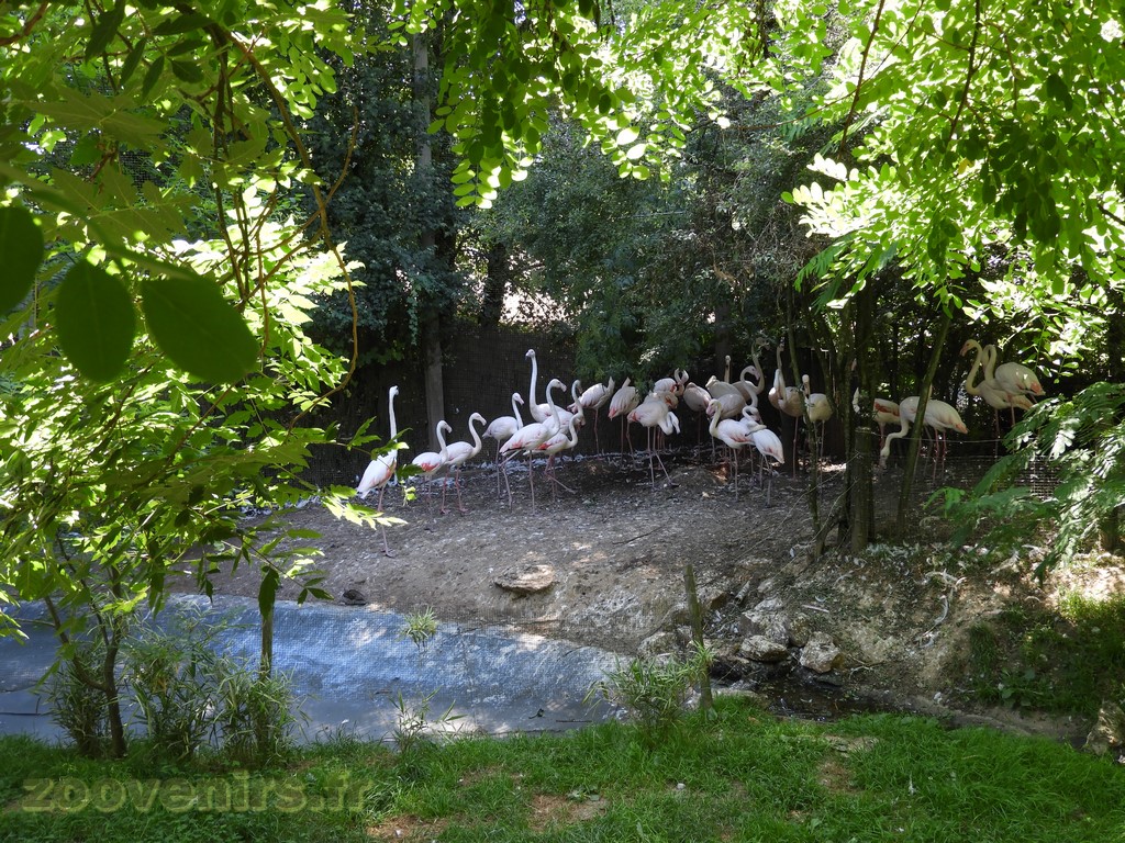 Flamant rose - 2017
