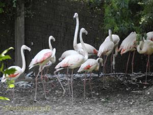 Flamant rose