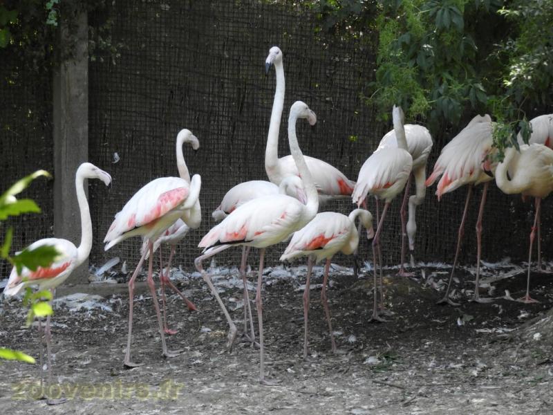 Flamant rose