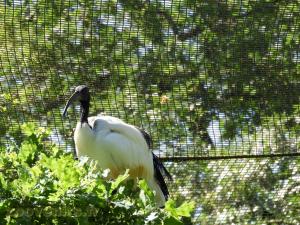 Ibis sacré