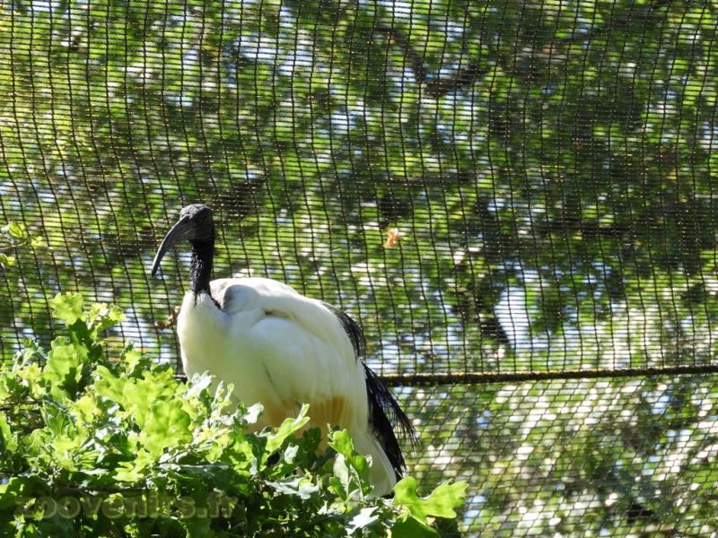 Ibis sacré