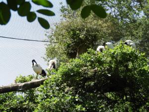 Ibis sacré