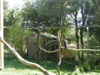 Calao terrestre - 2017