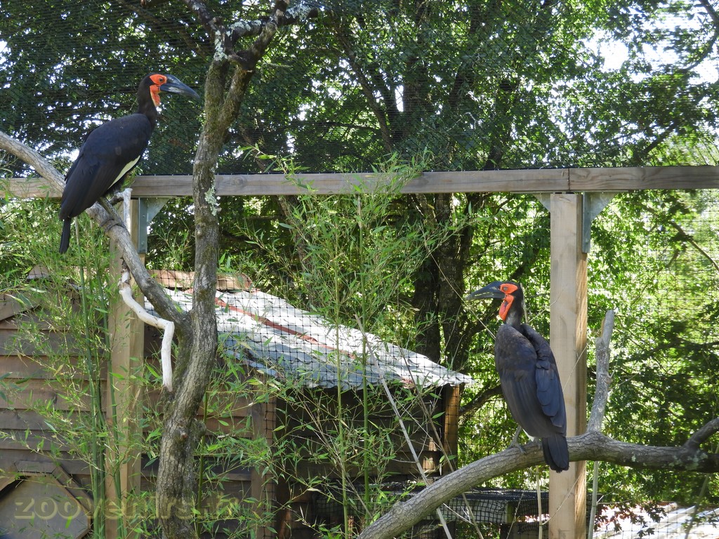 Calao terrestre - 2017