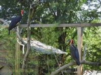 Calao terrestre - 2017