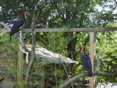Calao terrestre - 2017