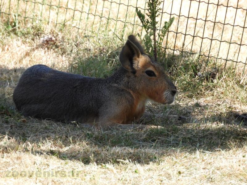 Mara