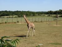 Plaine africaine - 2017