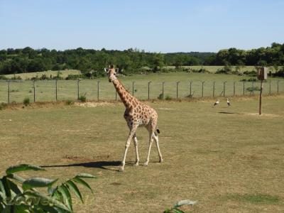 Plaine africaine - 2017