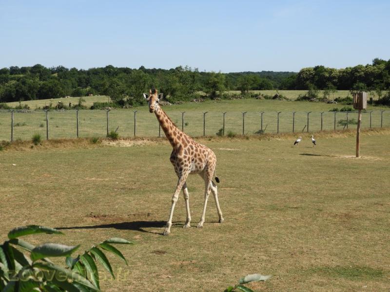 Plaine africaine