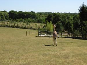 Girafe