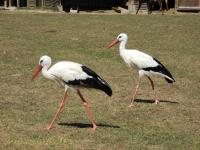 Cigogne blanche - 2017