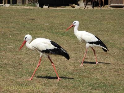 Cigogne blanche - 2017