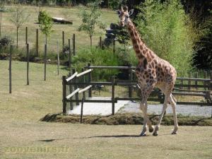 Girafe