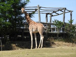 Girafe