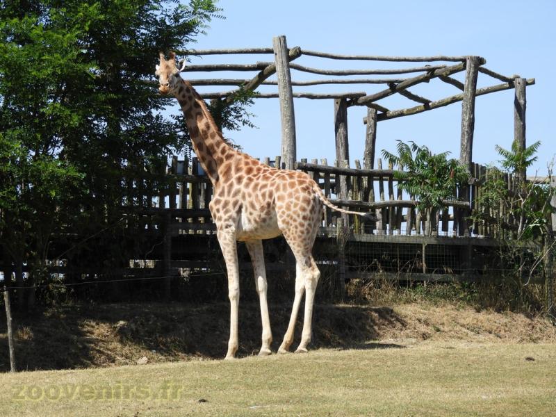 Girafe