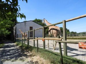 Girafe