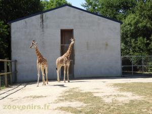 Girafe 