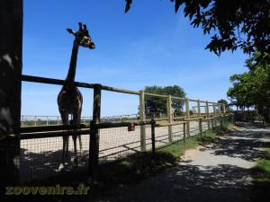 Girafe