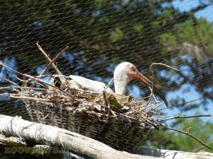 Ibis blanc