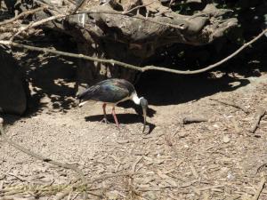 Ibis australien