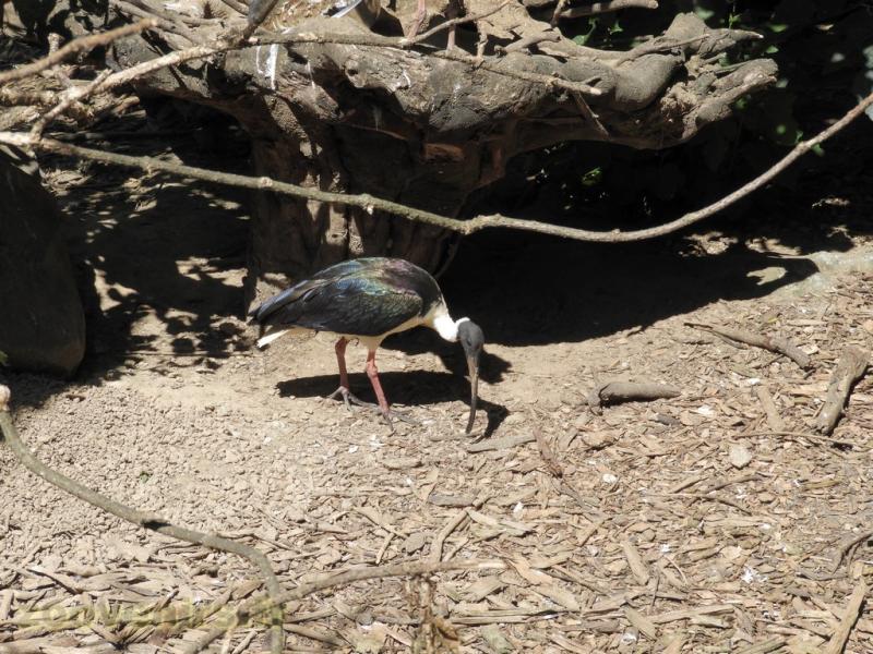 Ibis australien
