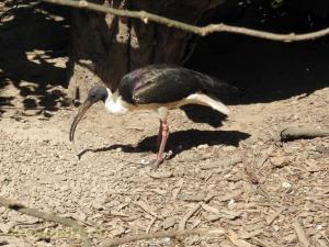 Ibis australien
