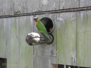 Loriquet de Swainson