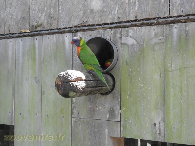Loriquet de Swainson