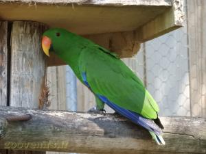 Grand eclectus