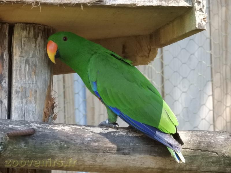 Grand eclectus