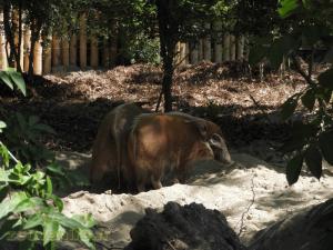 Potamochère