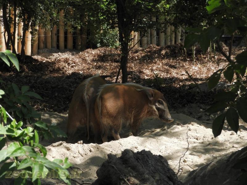 Potamochère