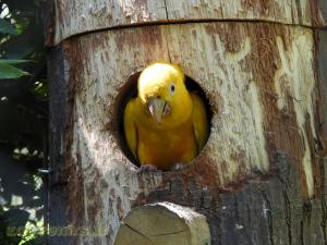 Conure soleil