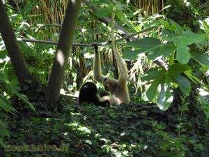 Gibbon à favoris blancs