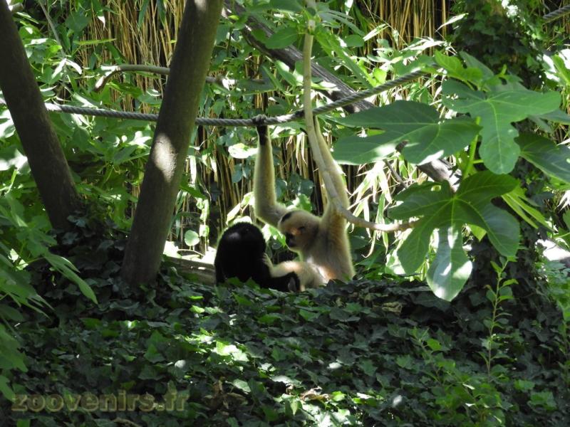 Gibbon à favoris blancs