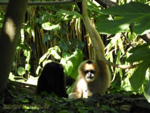 Gibbon à favoris blancs