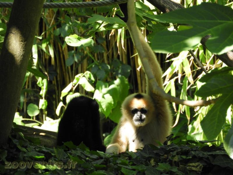 Gibbon à favoris blancs