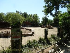 Tapir terrestre - Vigogne - Nandou - Cabiai