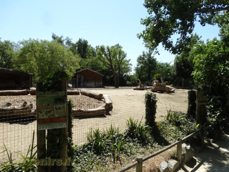 Tapir terrestre - Vigogne - Nandou - Cabiai